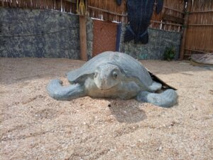 Au Bénin, la protection de ces tortues assurée par des éco-gardes